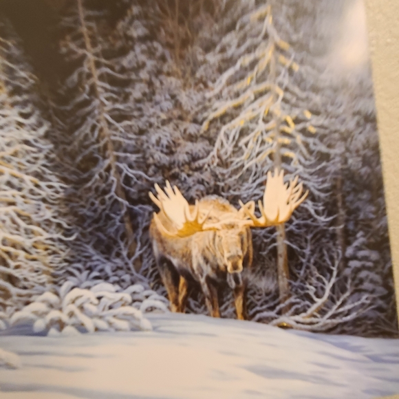 20 Moose Christmas Cards with box - Picture 4 of 11